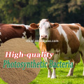 PHOTOSYNTHETIC BACTERIA (PSB)/feed additives/FEED PROBIOTICS